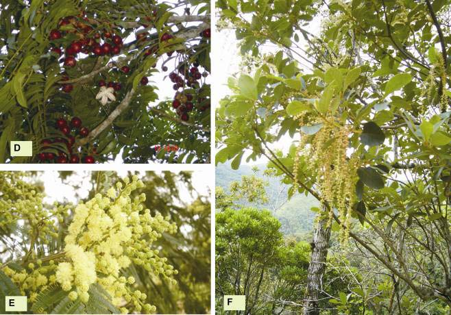 caetezal_flora2